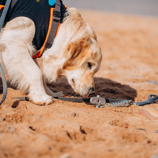 PetPeg 2.0 • Single Item (HP63)