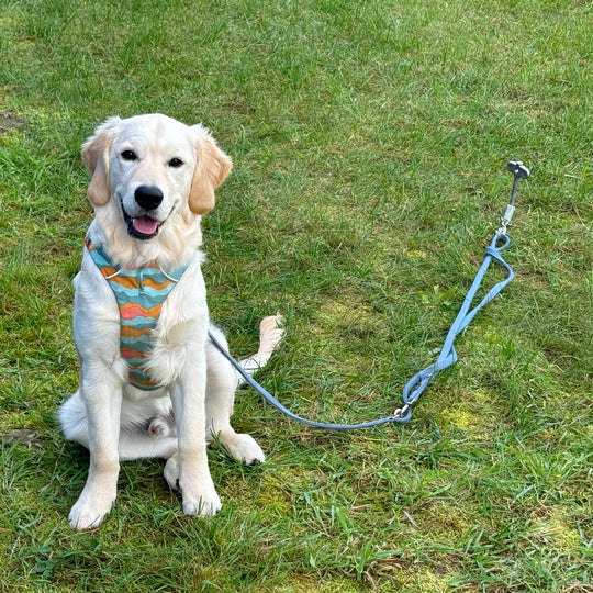 PetPeg 2.0 • Single Item (HP63)